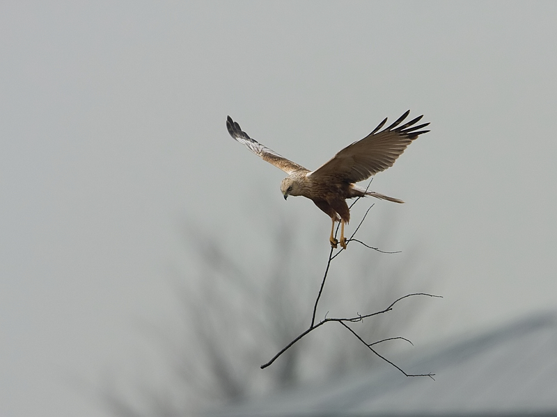 Circus aeruginosus Marsh Harrier Bruine Kiekendief